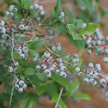 Vaccinium corymbosum 'Berkeley' (037689)