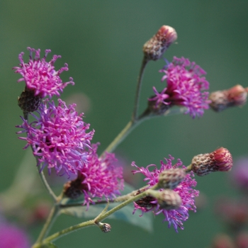 Vernonia gigantea '' (037718)