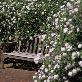 Viburnum carlesii 'Compactum' (037747)