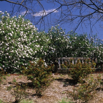 Viburnum carlesii 'Compactum' (037748)