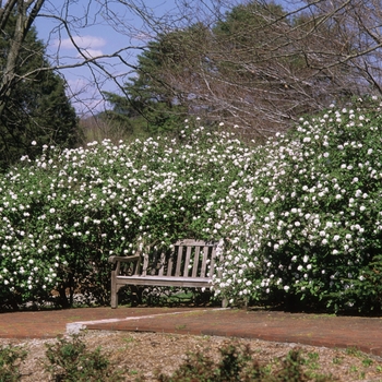 Viburnum carlesii 'Compactum' (037749)