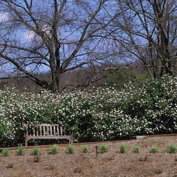 Viburnum carlesii 'Compactum' (037750)