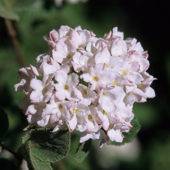 Viburnum carlesii 'Compactum' (037751)