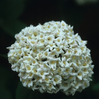 Viburnum carlesii 'Compactum' (037752)