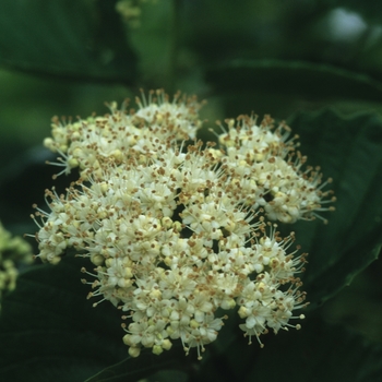 Viburnum dentatum 'Northern Burgundy™' (037767)