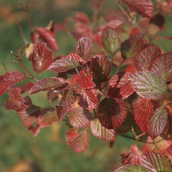 Viburnum dentatum 'Northern Burgundy™' (037768)