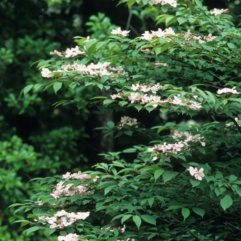 Viburnum plicatum f. tomentosum 'Pink Beauty' (037856)