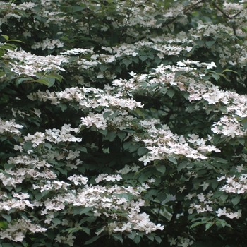 Viburnum plicatum f. tomentosum 'Pink Beauty' (037859)