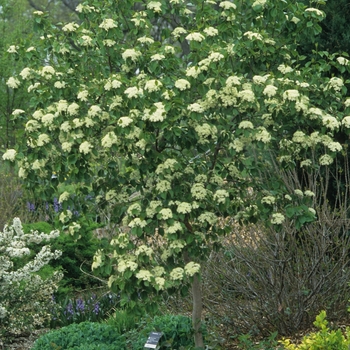 Viburnum prunifolium '' (037867)