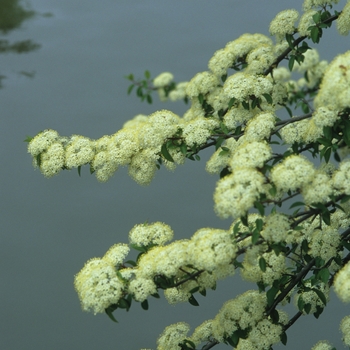 Viburnum prunifolium '' (037870)