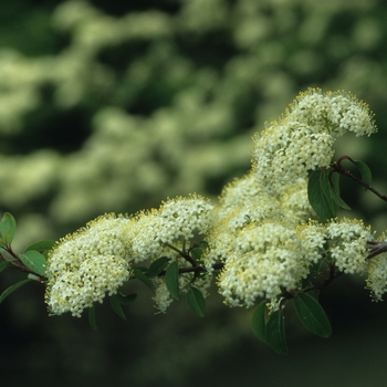 Viburnum prunifolium '' (037871)