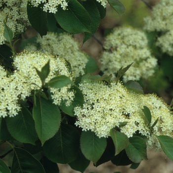 Viburnum prunifolium '' (037872)