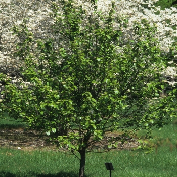 Viburnum rufidulum '' (037883)