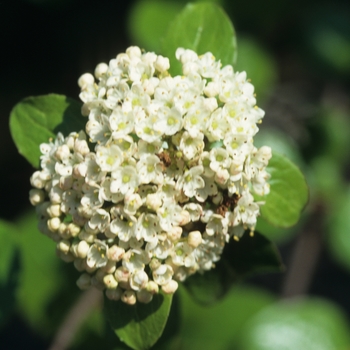 Viburnum rufidulum '' (037884)