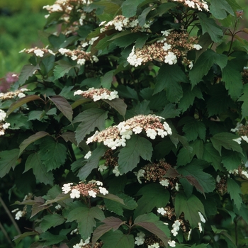 Viburnum sargentii 'Onondaga' (037886)