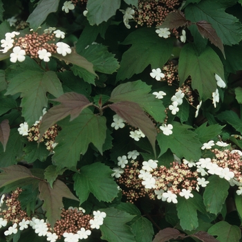 Viburnum sargentii 'Onondaga' (037887)