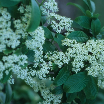 Viburnum sieboldii '' (037905)