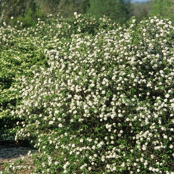 Viburnum 'Chesapeake' (037920)