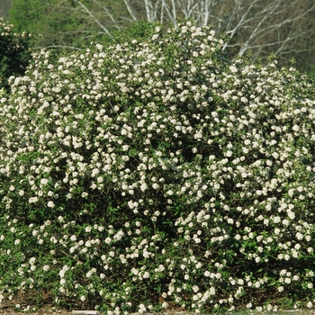 Viburnum 'Chesapeake' (037921)