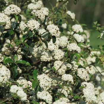 Viburnum 'Chesapeake' (037922)