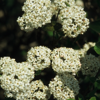 Viburnum 'Chesapeake' (037923)