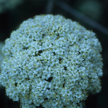 Viburnum x rhytidophylloides 'Willowwood' (037970)