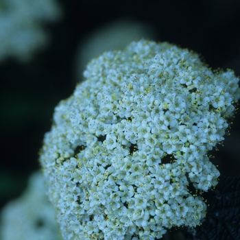 Viburnum x rhytidophylloides 'Willowwood' (037971)