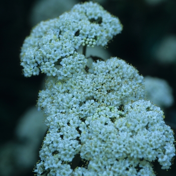 Viburnum x rhytidophylloides 'Willowwood' (037972)