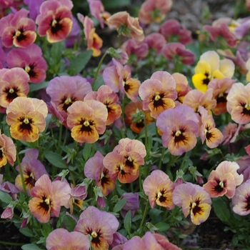 Viola x wittrockiana 'Pandora's Box' (038013)