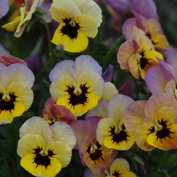 Viola x wittrockiana 'Pandora's Box' (038015)