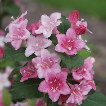 Weigela florida 'Carnaval™' (038029)