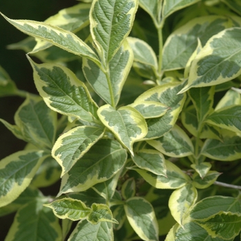 Weigela florida 'Variegata Nana' (038031)