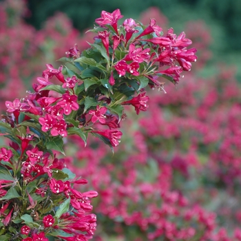 Weigela florida 'Red Prince' (038035)