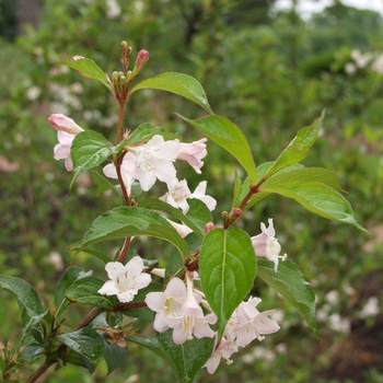 Weigela florida 'White Knight' (038038)