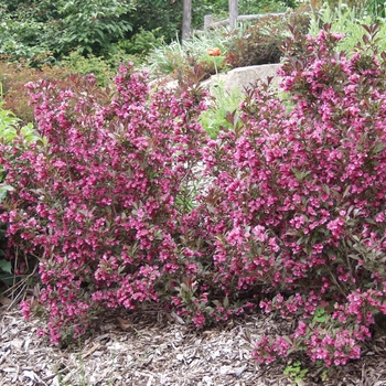 Weigela florida 'Wine & Roses®' (038039)