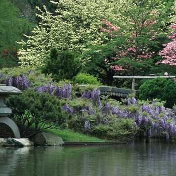 Wisteria floribunda '' (038045)