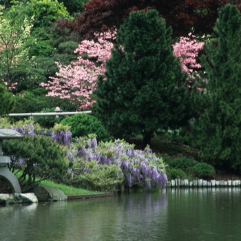 Wisteria floribunda '' (038046)