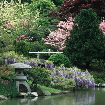 Wisteria floribunda '' (038047)