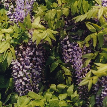 Wisteria sinensis '' (038050)