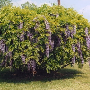 Wisteria sinensis '' (038052)