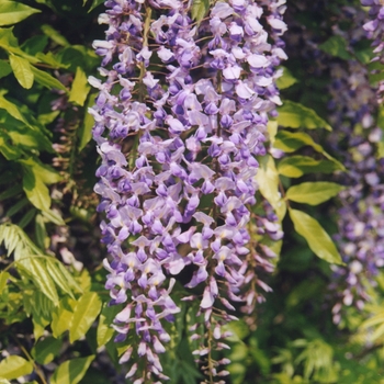 Wisteria sinensis '' (038053)