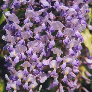 Wisteria sinensis '' (038054)