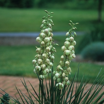 Yucca glauca '' (038092)