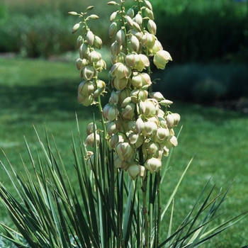 Yucca glauca '' (038093)