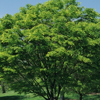 Zelkova serrata '' (038099)