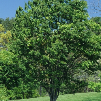 Zelkova serrata '' (038100)