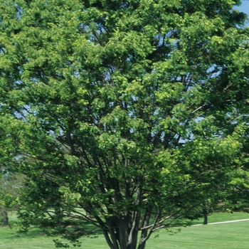 Zelkova serrata '' (038101)