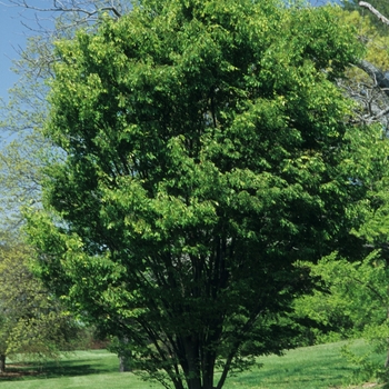 Zelkova serrata '' (038102)