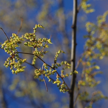 Zelkova serrata '' (038103)