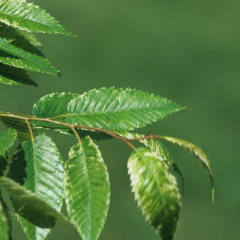 Zelkova serrata 'Goshiki' (038106)